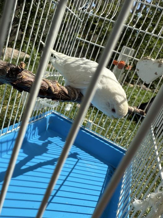 Sprzedam papużkę falistom