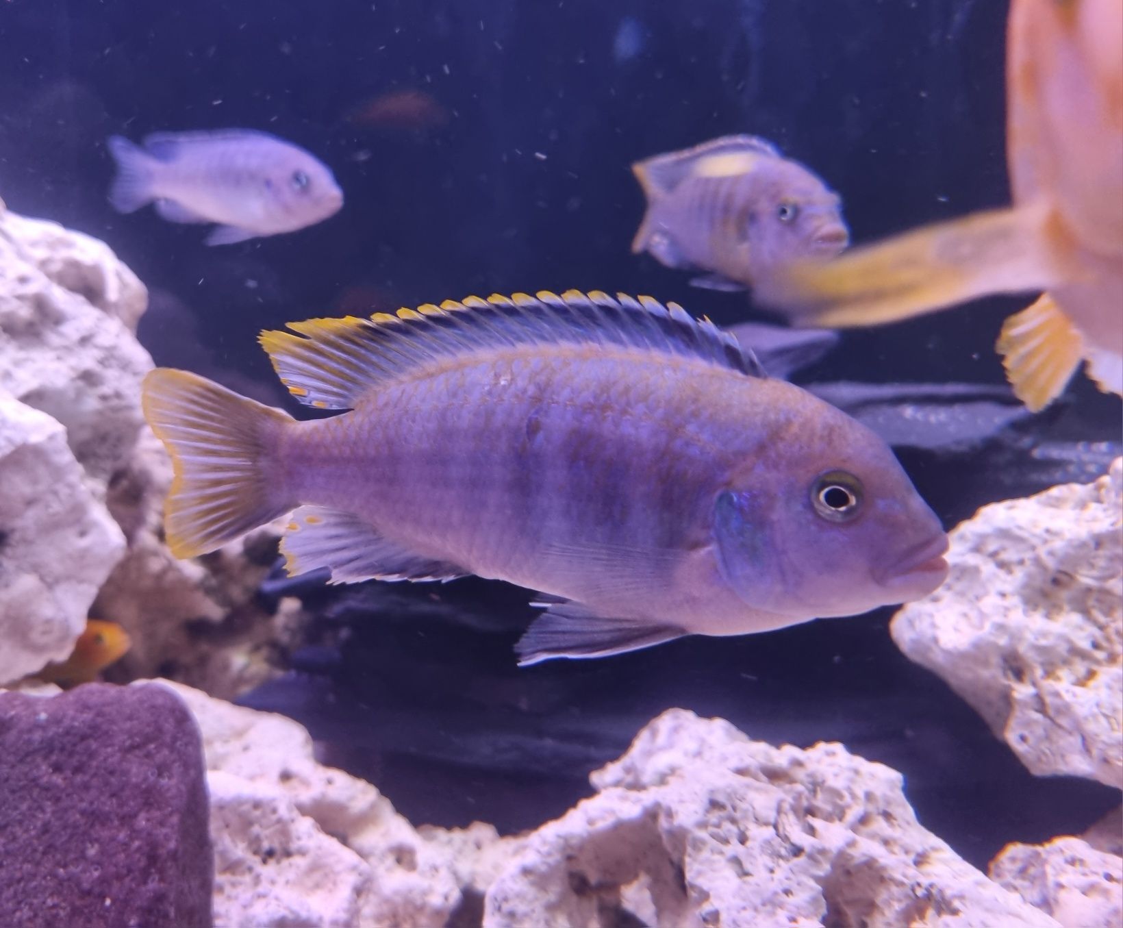 Pyszczak niebieski pseudotropheus socolofi malawi