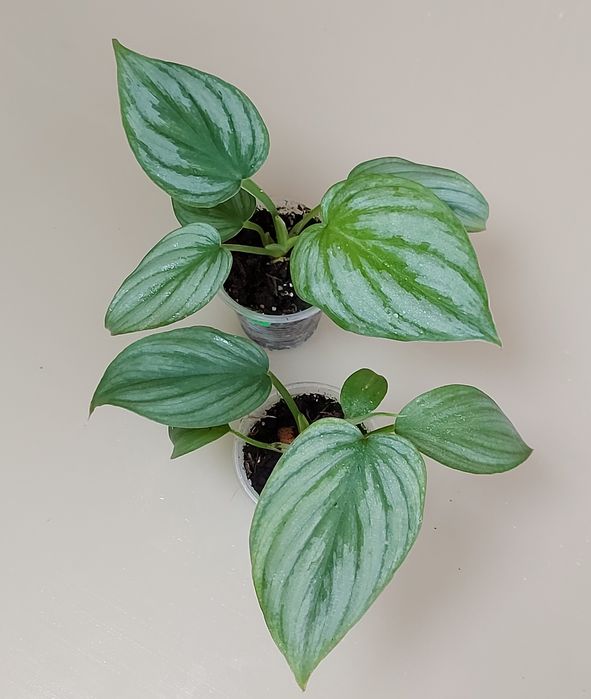 Філодендрон біллітае оренж, мінарум, маска, радіатум, Мамей, бородавча