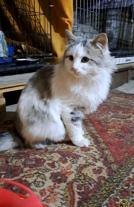 Котик шукає родину