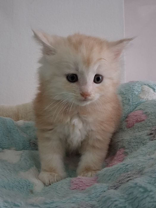 Gatinho Bosques da Noruega  com lop
