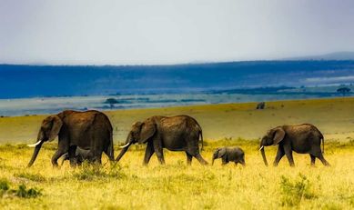 Afryka - Zwierzęta   duży plakat 60x40 cm