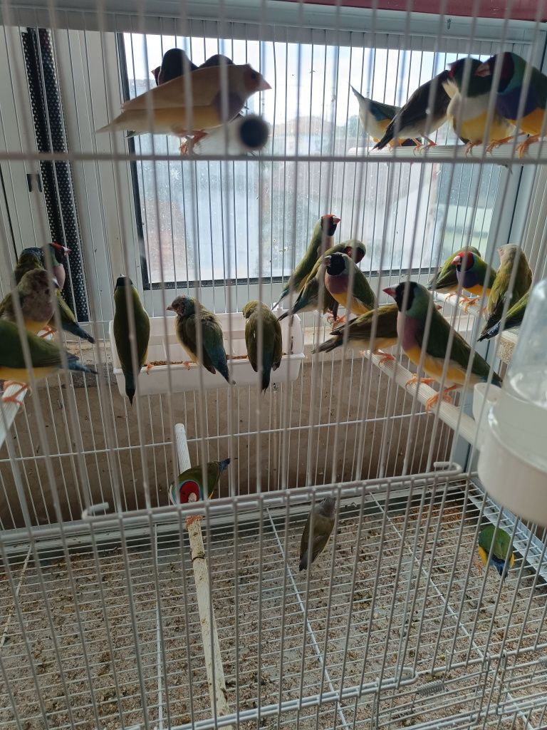 Diamantes de Gould