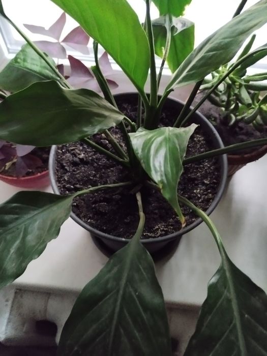 Спатифилум в горшке.