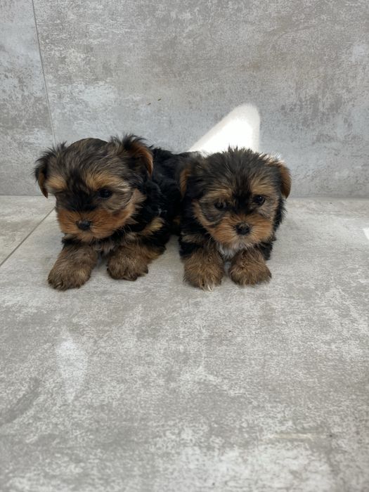 York Terrier z Rodowodem