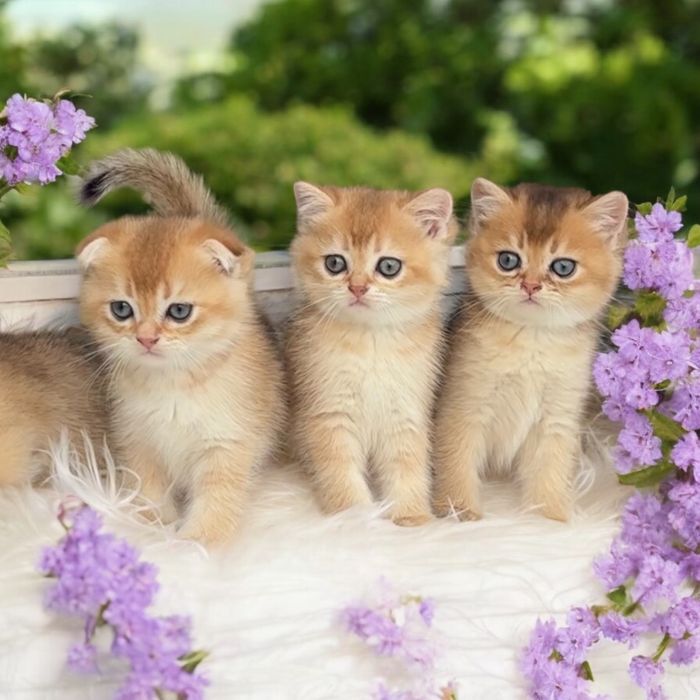 Хлопчики та дівчатка 1, 5 місяці шотландці