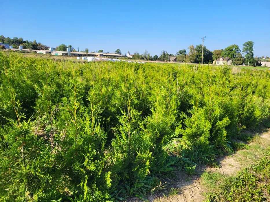 Tuja thuja Brabant 170-180cm ze szkółki transport