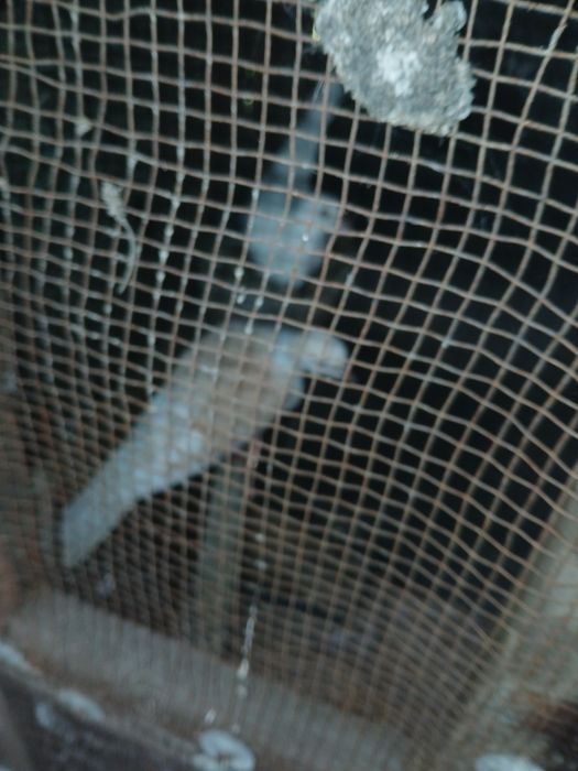 Gołąbki cukrówki i garłacze