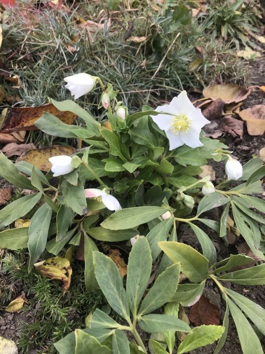 Продам морозник багаторічний