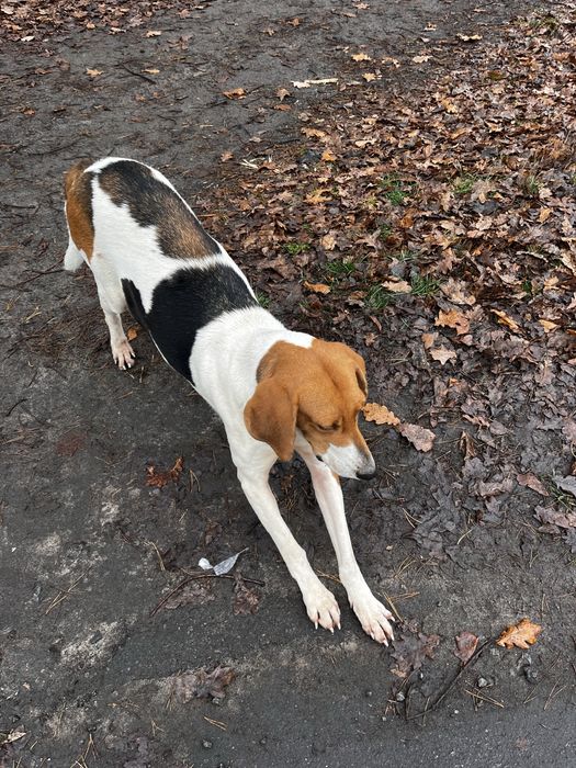 Віддам красуню у добрі руки