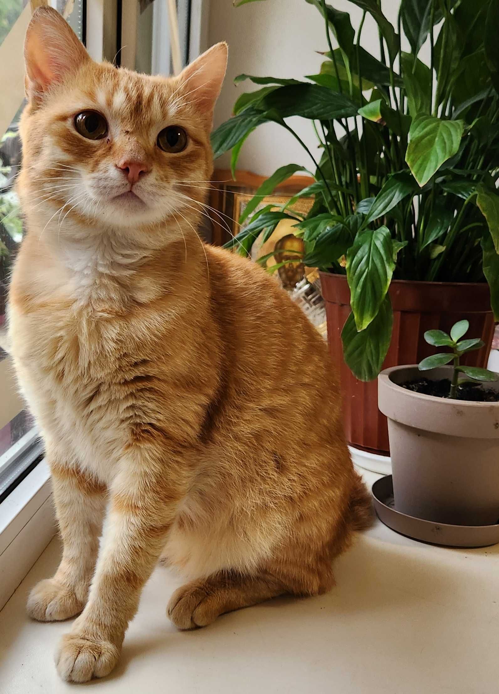 Кот, подросток, 8 месяцев