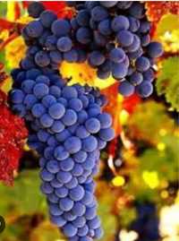 Саджанці винограду Амурський винний