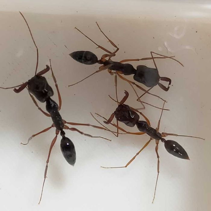 Муравьи-капканчики Odontomachus купить с формикарием