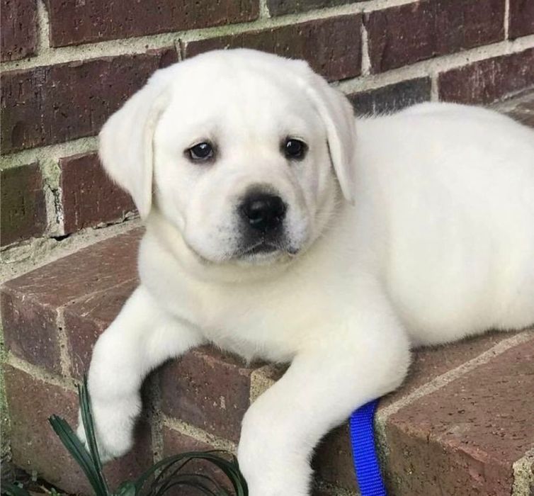 Білий Мішка Лабрадор Ретрівер цуценята з Документами Доставка Німечину