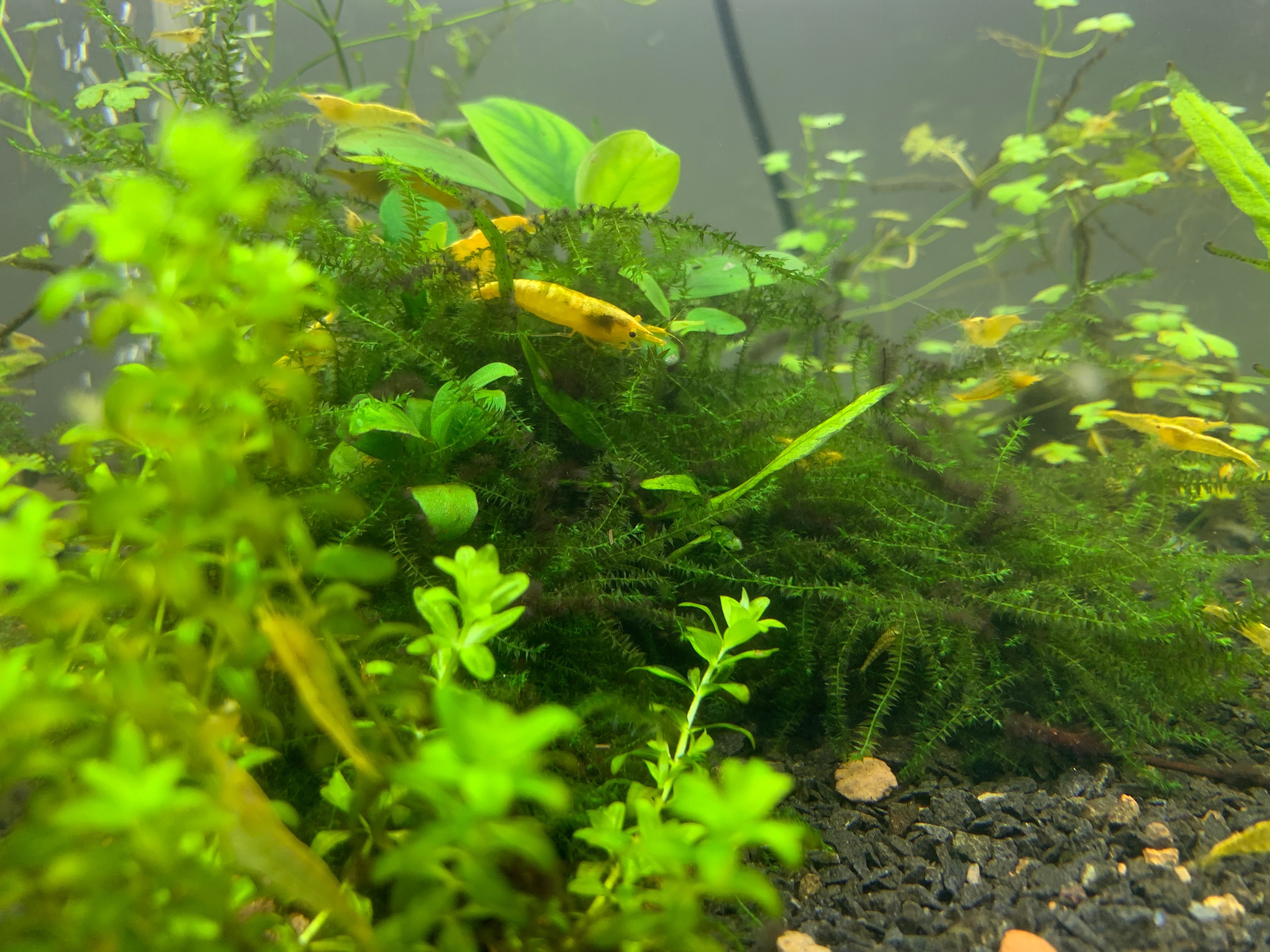 Креветка Неоновая Желтая Yellow neon Neocaridina