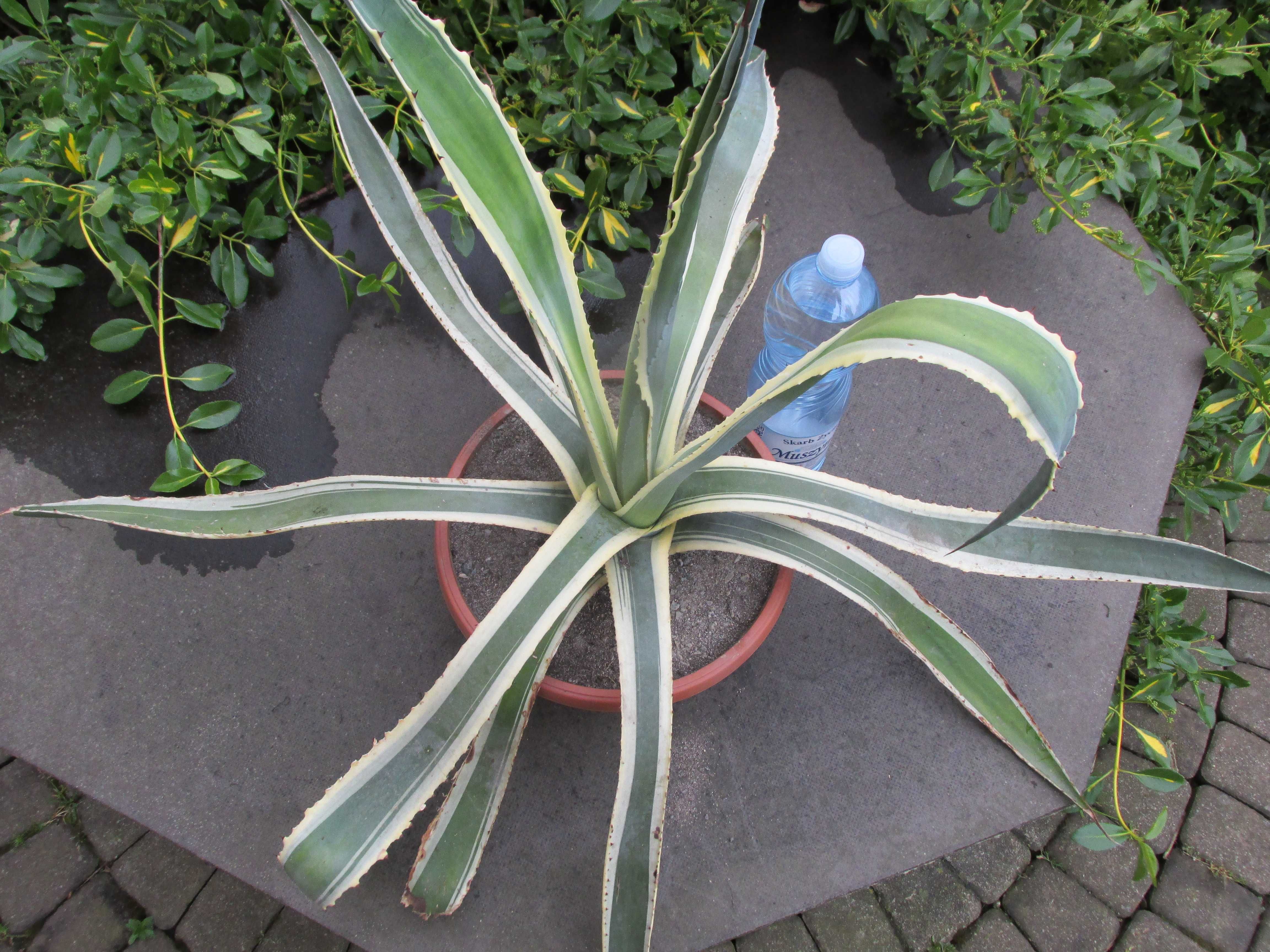Kilkunastoletnia dwukolorowa agawa - Agave americana variegata