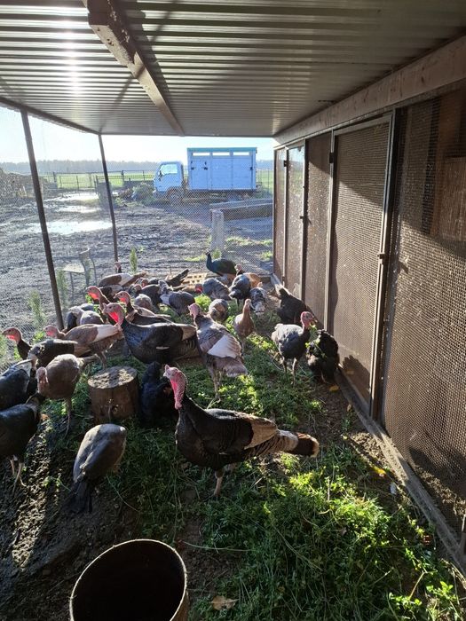 Indyki kolorowe 2025 r