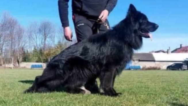 Owczarek Niemiecki Długowłosy