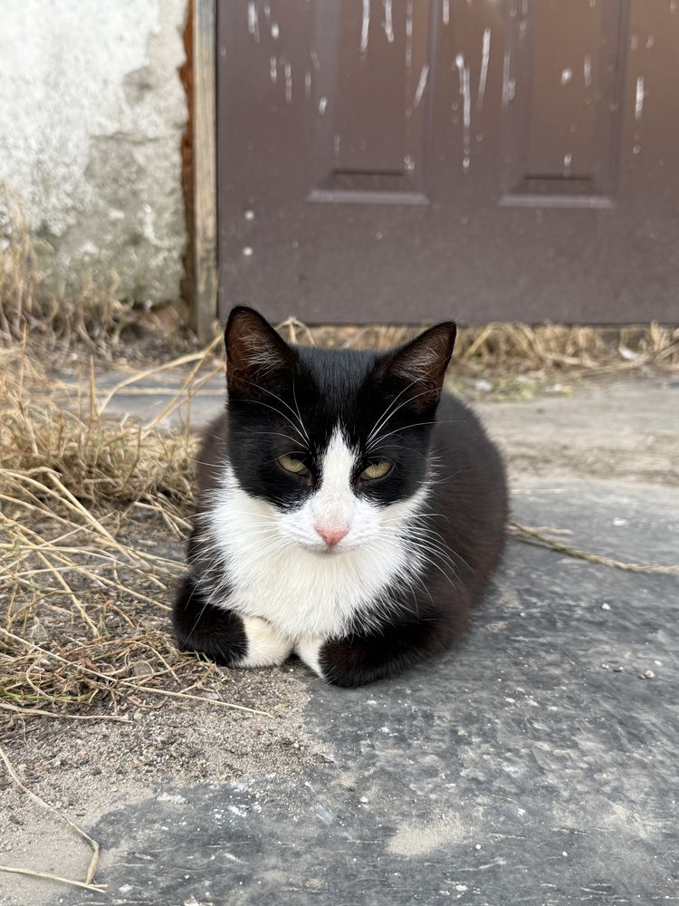 roczna kotka do adopcji