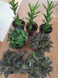 Żyworódka, aloes, drzewko szczęścia. Sadzonki.