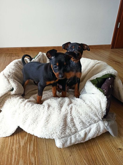 PINCZER miniaturowy ratlerek pinczerek szczenię mini