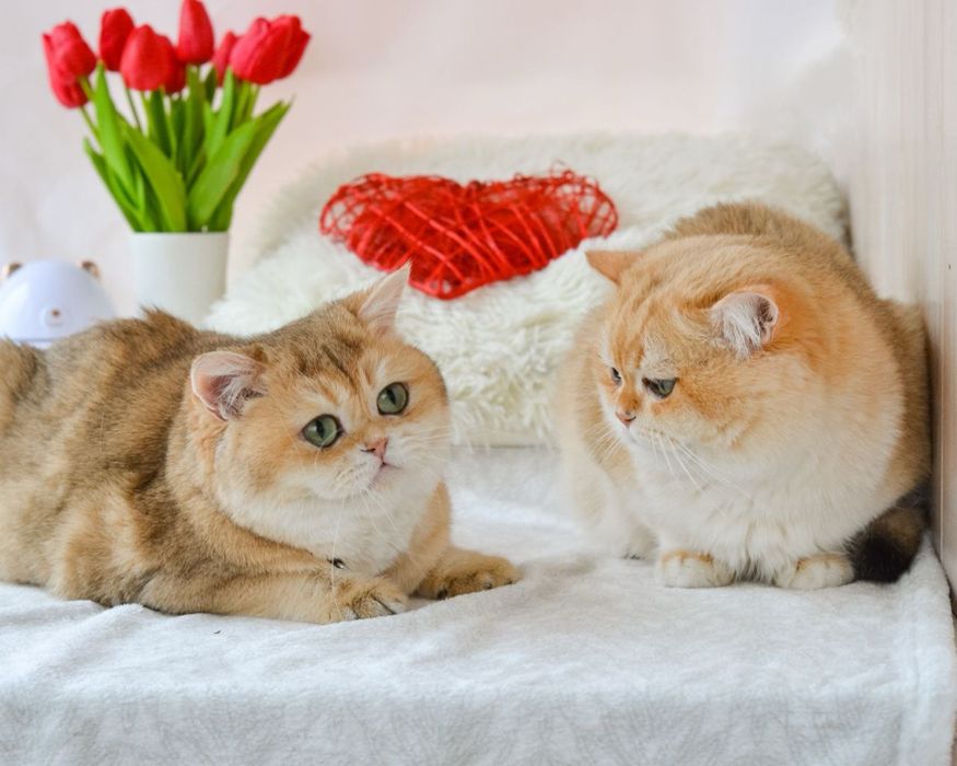 Доросла золота британка