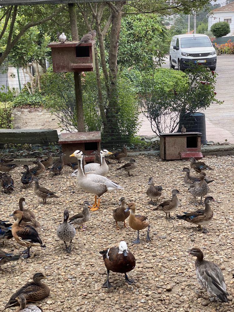 Patos dendrocisne / mandarim /carolino,