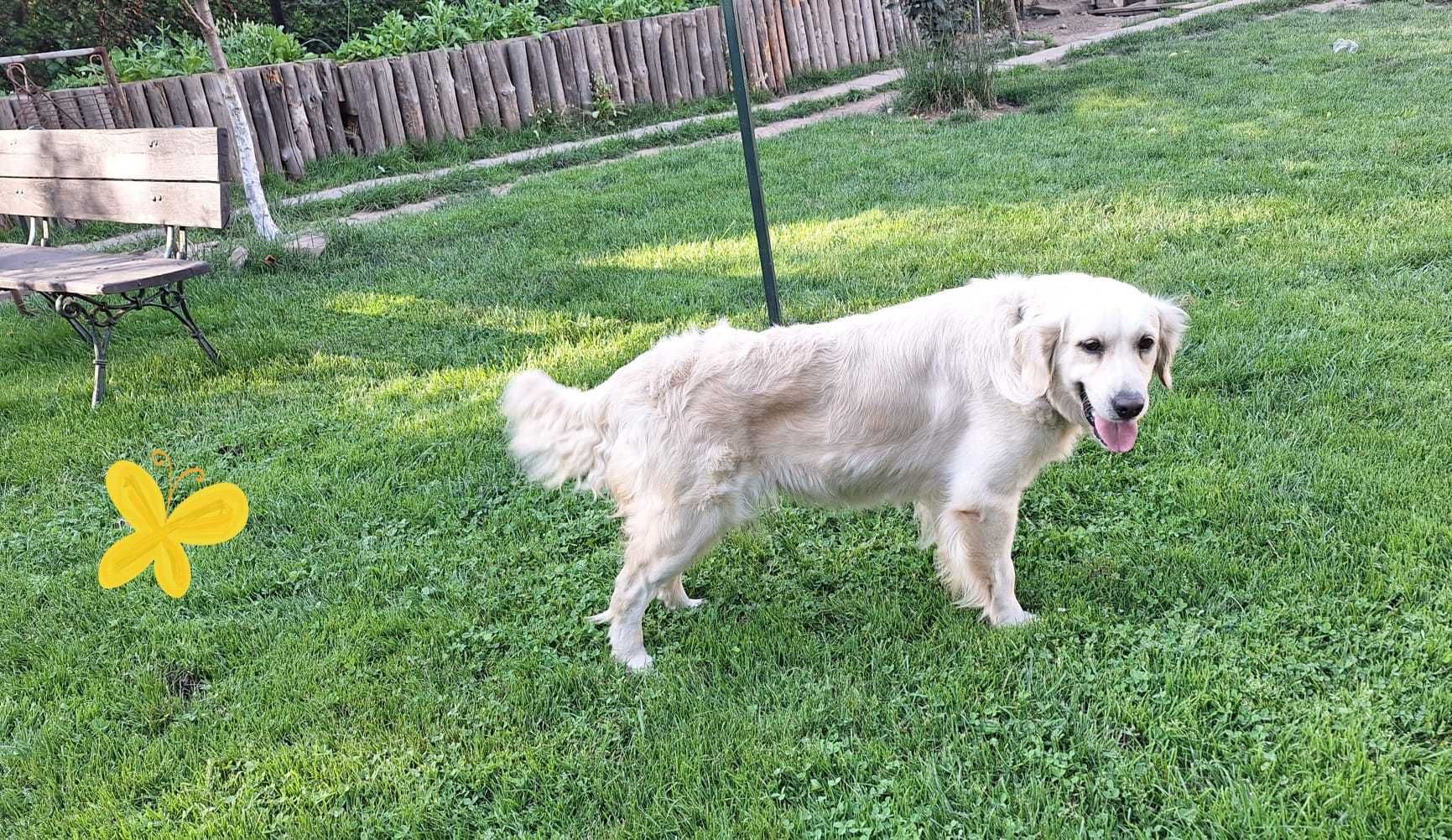 Szczeniak / piesek Golden Retriever Związek Kynologiczny FCI