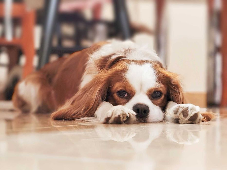 Reproduktor Cavalier King Charles Spaniel blenheim pies