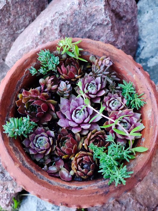 Набір молодил + очиток в подарунок