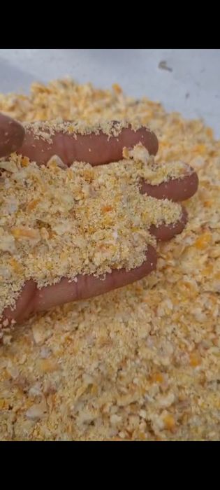 Kukurydza w rękaw kiszenie pakowanie mielenie gniecenie zamieszanie qq