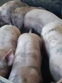Свині оптом доставка від 5ти голів
