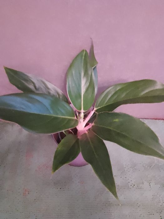 Аглаонема вічнозелена 300 грн