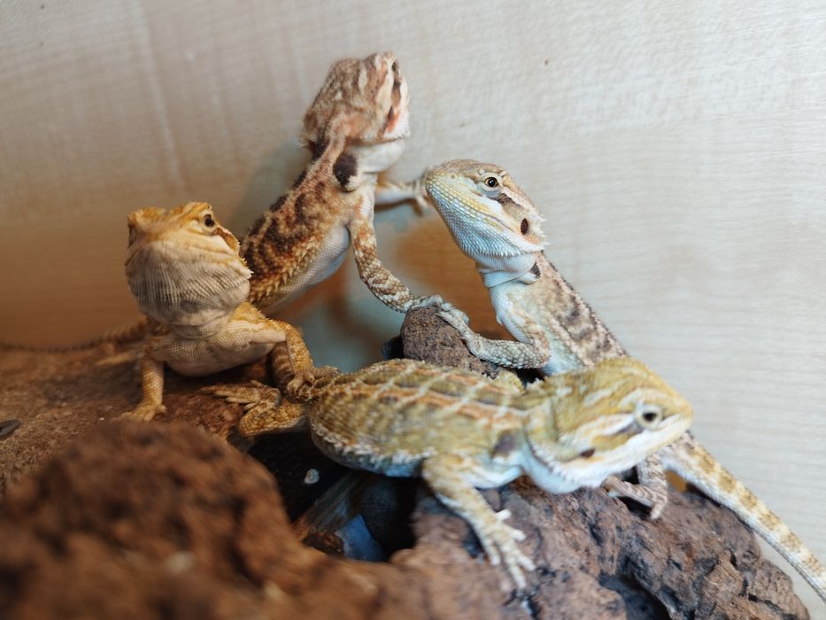 Agama brodata Młode
