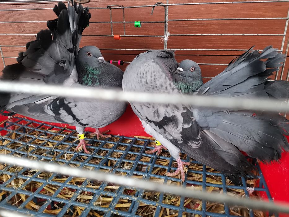 Gołębie ozdobne - pawiki