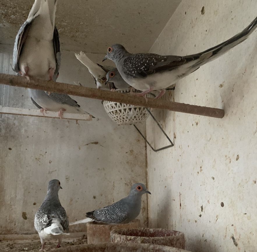 Rolas diamante criadas em casa