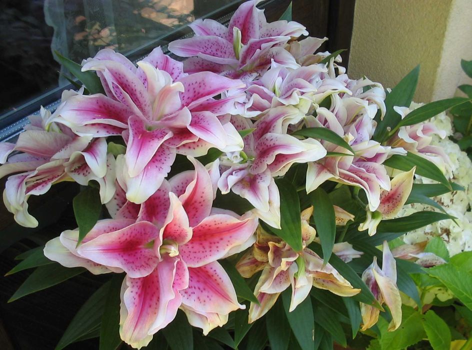 Canon Power Shot A310 Aparat cyfrowy Zestaw retro Y2K