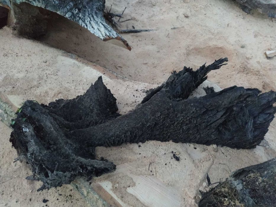 Korzeń do akwarium czarny dąb