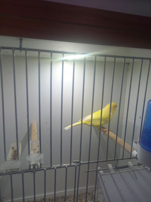 Kanarek wodnotokowy samczyk 2024