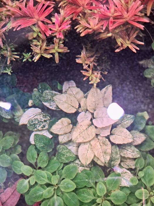 Sprzedam anubias white