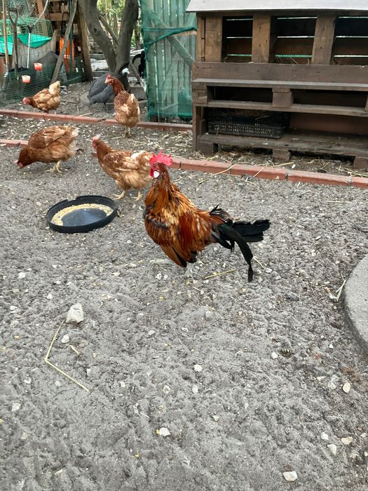 Vendo galo de raça fénix