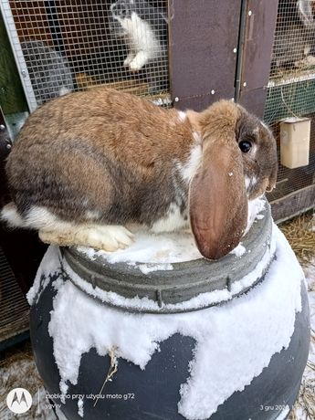 Baran francuski króliki