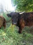 highland cattle jałówka