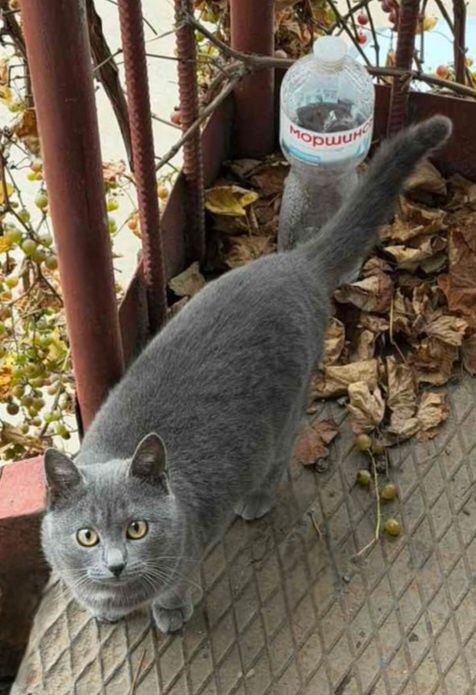 Отдам даром в добрые руки серых кошечек метисы британской породы