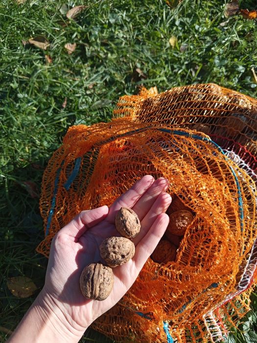 Orzechy włoskie ekologiczne