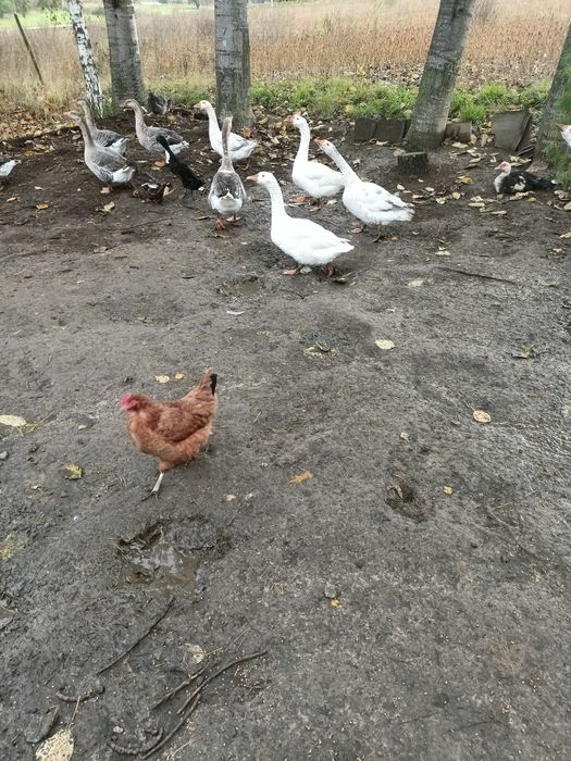 Gęsi młode okazja zamiana .