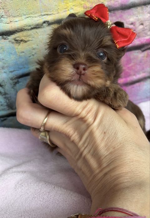 Yorkshire Terrier choco , choco tan , czekolada  suczka