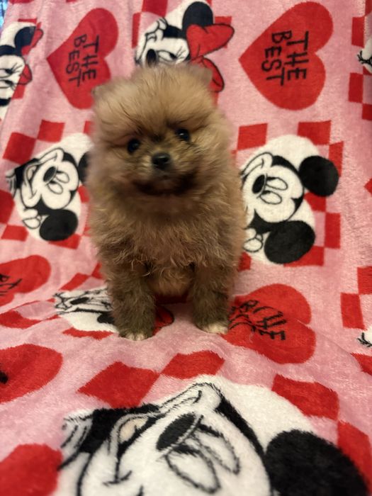 Pomeranian XXS piesek do odbioru