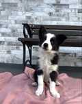 Border Collie FCI/ZKwP gotowe do odbioru