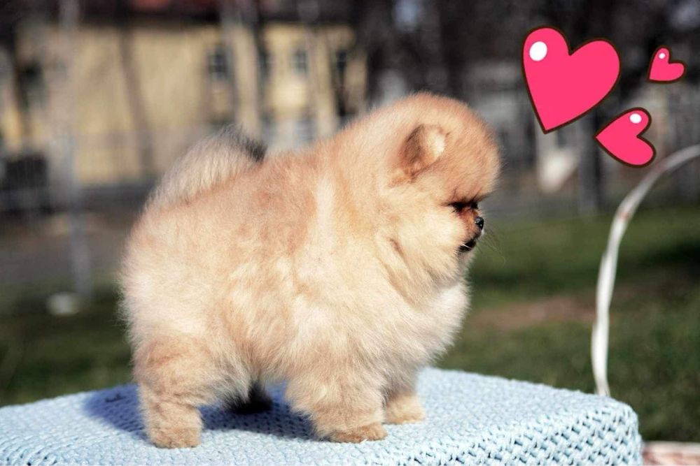 Шикарная девочка померанский шпиц. КСУ.